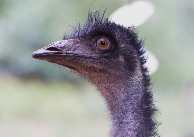 Missouri Hailstorm Kills Zoo Emu, Grounds Flights and Wrecks Hundreds of Cars