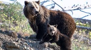 Yellowstone Bear Attack Leaves Two Hikers Injured as Park Closes Trails