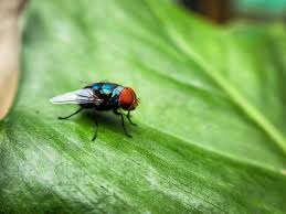 Flesh-Eating Screwworm Returns to the U.S.