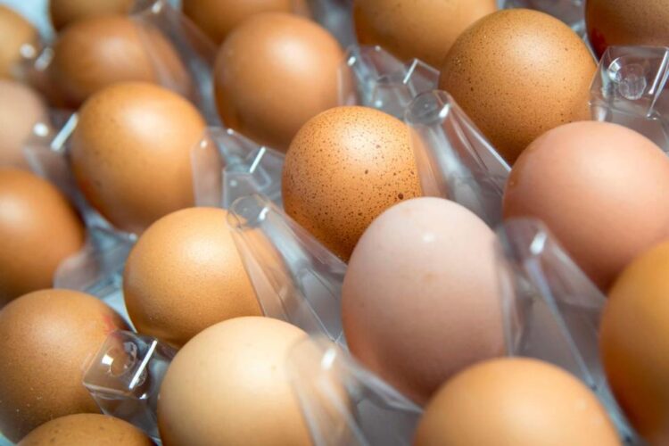Salmona Outbreak May Be Linked To Imported Eggs Says Officials