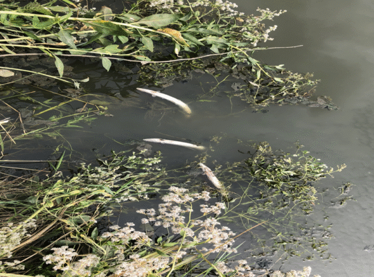 Southern Water Fined £2.4m After Sewage, Diesel and Waste Pollution Hits Kent Waters